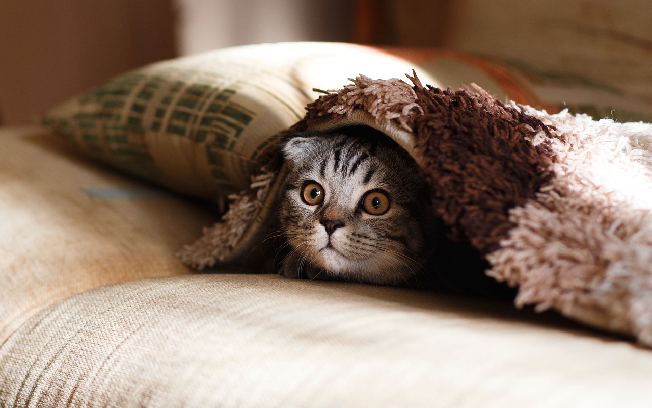 Koce z bawełny – naturalne tekstylia dla Twojego domu